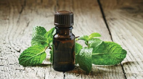 Olio essenziale di menta