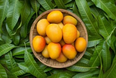 Mango in caso di stitichezza: benefici e come consumarlo