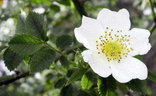 Fiore di biancospino