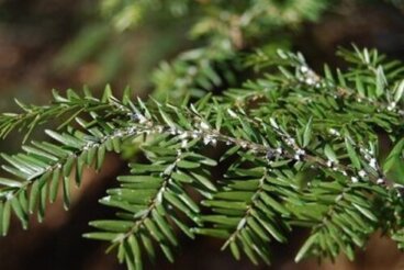 Eliminare le mosche bianche dalle piante per interni