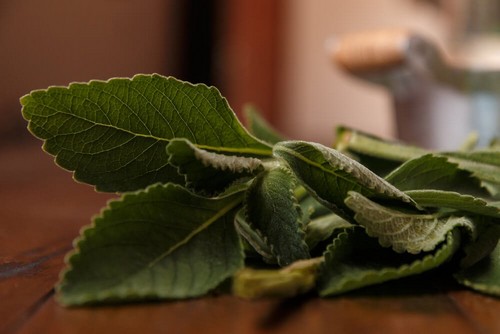 Migliorare la salute del fegato con il boldo