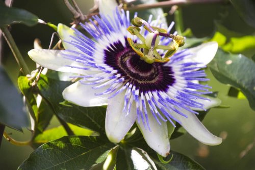 Passiflora