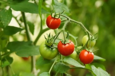 Coltivare i pomodori e avere una produzione continua
