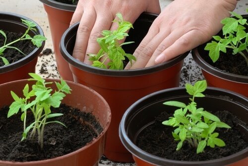 Coltivare i pomodori in casa