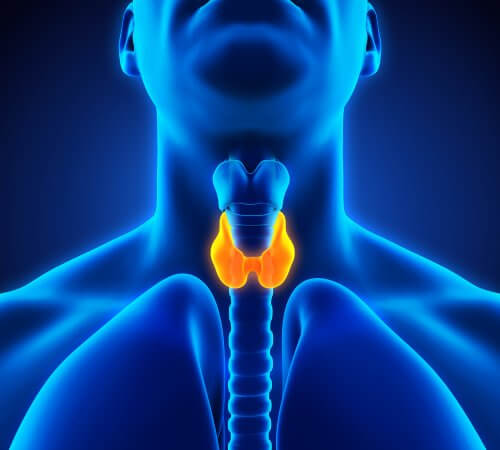 Posizione della tiroide nel collo