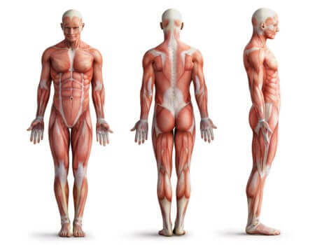 Funzionamento muscolare: apparato muscolare umano.