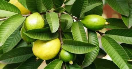 Guava.
