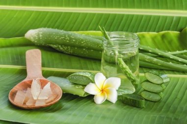 Proprietà dell'aloe vera per la salute
