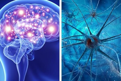 Cervello e sistema nervoso