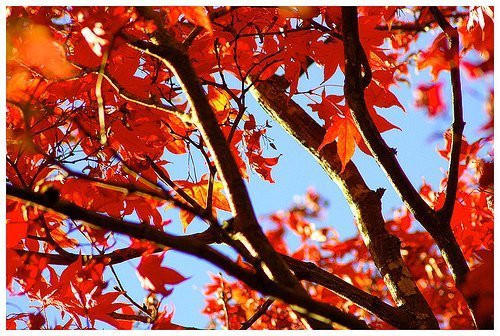 Foglie arancioni in autunno