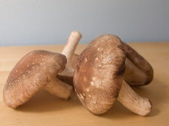 Funghi shiitake