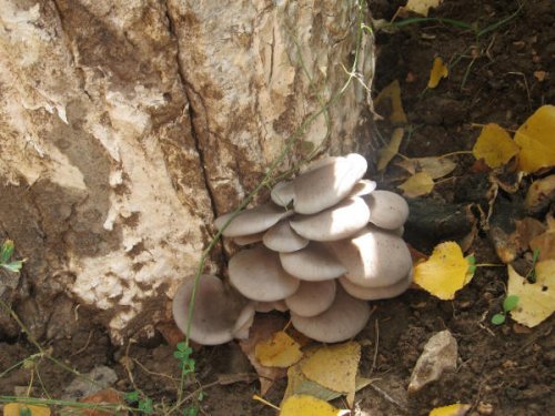 Fungo ostrica