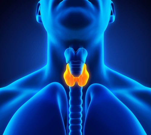 la ghiandola tiroidea influisce sullerezione)