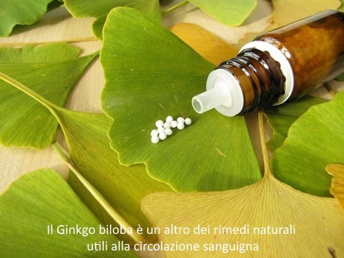 Ginkgo biloba