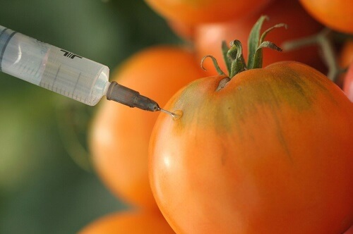 Siringa che penetra nella pelle di pomodoro