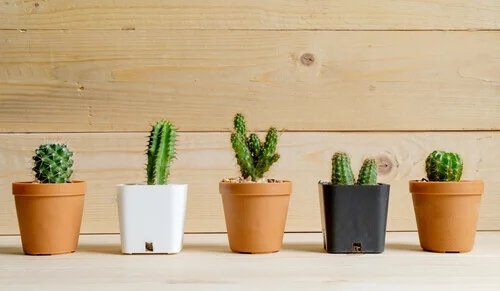Cactus