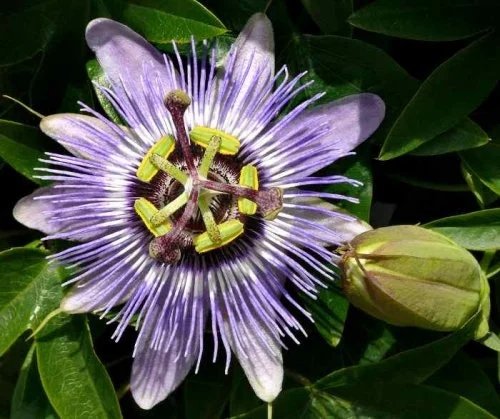 Passiflora