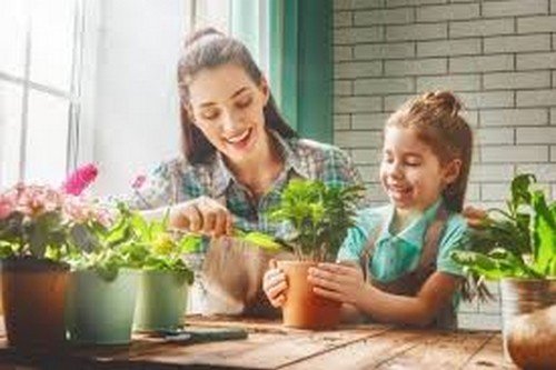 Piante in casa che favoriscono la salute