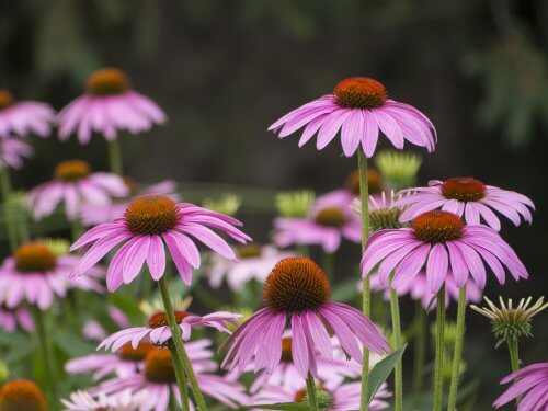 Ci sono fiori per rinforzare il sistema immunitario