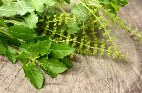 Basilico
