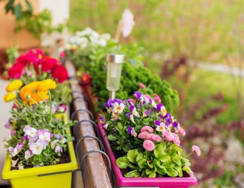 Gerani per fare un mini giardino