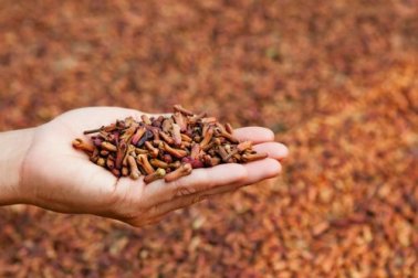 I chiodi di garofano e il nostro benessere: 5 usi medicinali