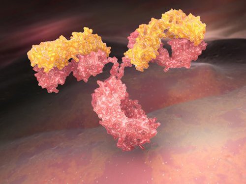 Le immunoglobuline