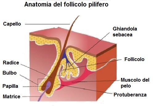 Anatomia del follicolo pilifero