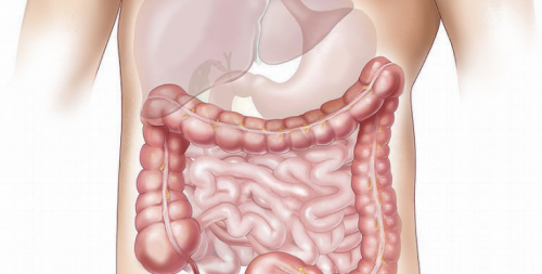 Flora intestinale