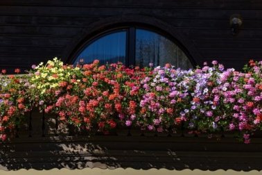 Piante profumate per il giardino, quali scegliere?