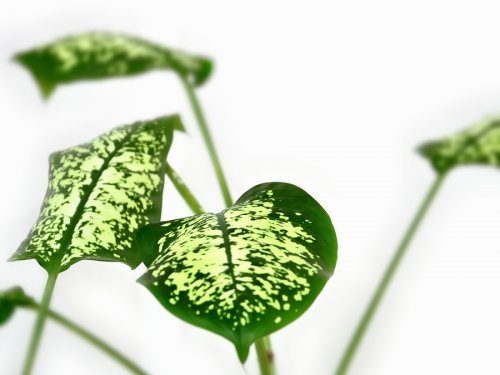 Diffenbachia pianta