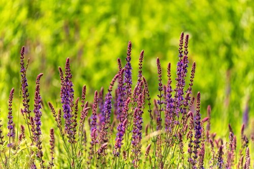 Pianta di salvia