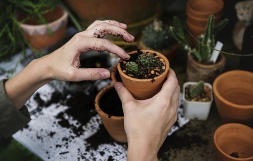 Mani con vasetto di terra e cactus