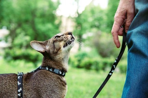 Passeggiare col gatto