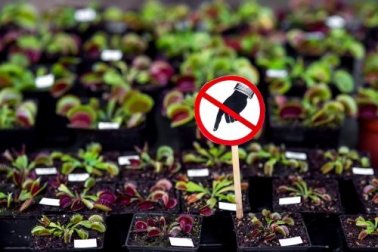Piante pericolose da non tenere in casa