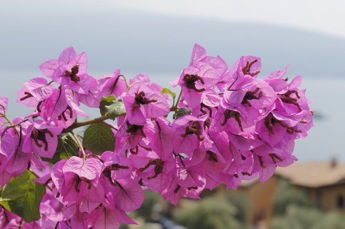 Trinitaria piante pericolose