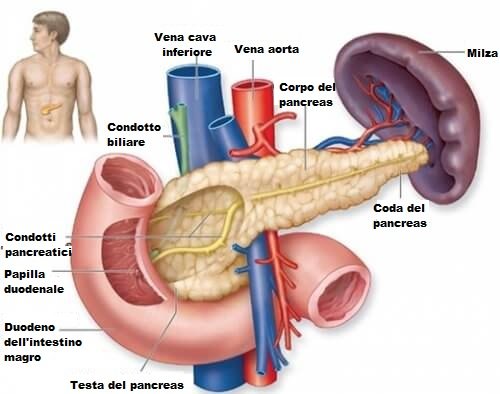 Anatomia del pancreas