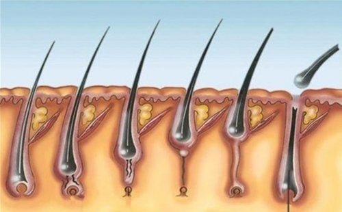 Ciclo di crescita del pelo