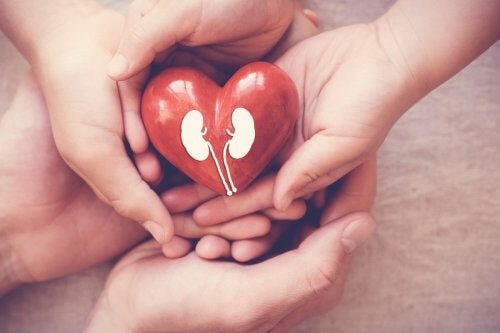 Migliorare la funzione renale a tavola, quali alimenti?