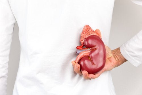 Medico con in mano un rene di plastica