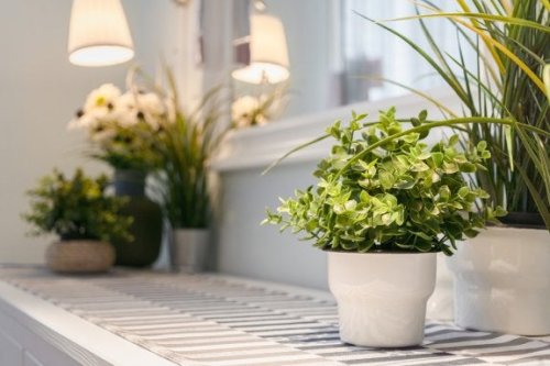 Piante per arredamento