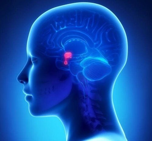 Tumori dell'ipofisi: ubicazione dell'ipofisi nel cranio.