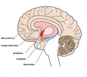 Atetosi: uno dei disturbi del movimento