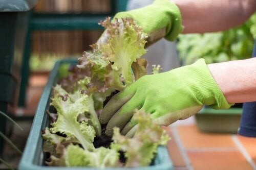 Creare un orto urbano in un piccolo spazio