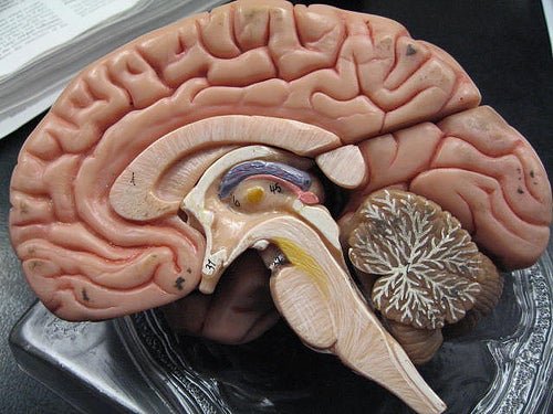 Modello di sezione del cervello