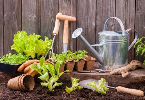 Piantine e attrezzi per il giardinaggio