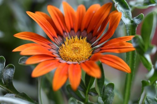 Fiori estivi, la gazania