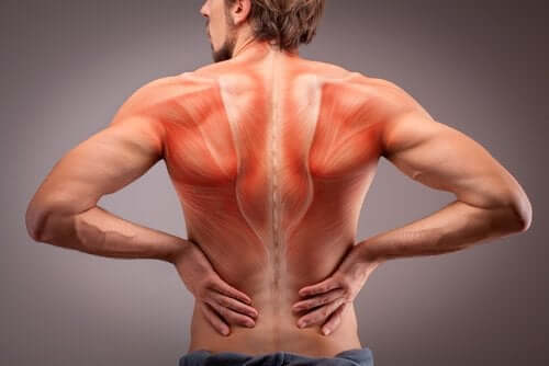 I muscoli della schiena: tipi e funzioni