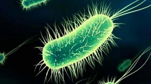 Escherichia coli.