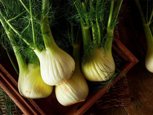 Finocchi in un cesto